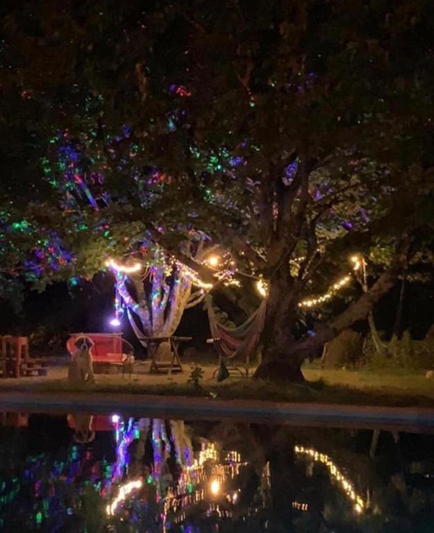 Alma Nativa Hostel Pucón Kültér fotó